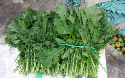 Thưởng thức món đặc sản cải mèo khi đi du lịch Sapa