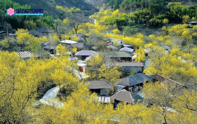 Hòa mình cùng Lễ hội Hoa Sơn Phù Du Gurye